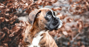 Boxer
