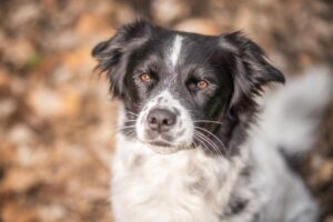 Hundeblick 3-min