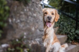 Hundefoto-17-min