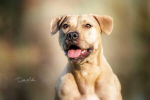 Hundefoto-24-min