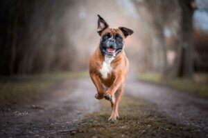 Hundefoto-4-min