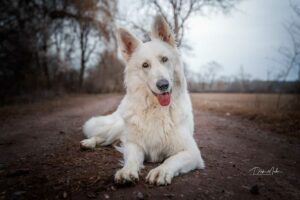 Hundefoto-5-min