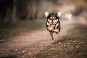 Hundefoto-6-min