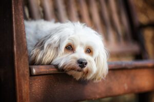 Hundefotograf Hannover 2-min
