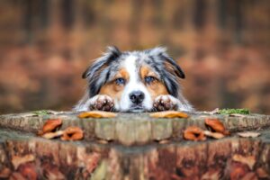 Hundefotografie-min