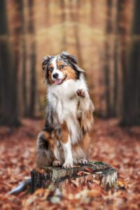 Hundeshooting Wald-min